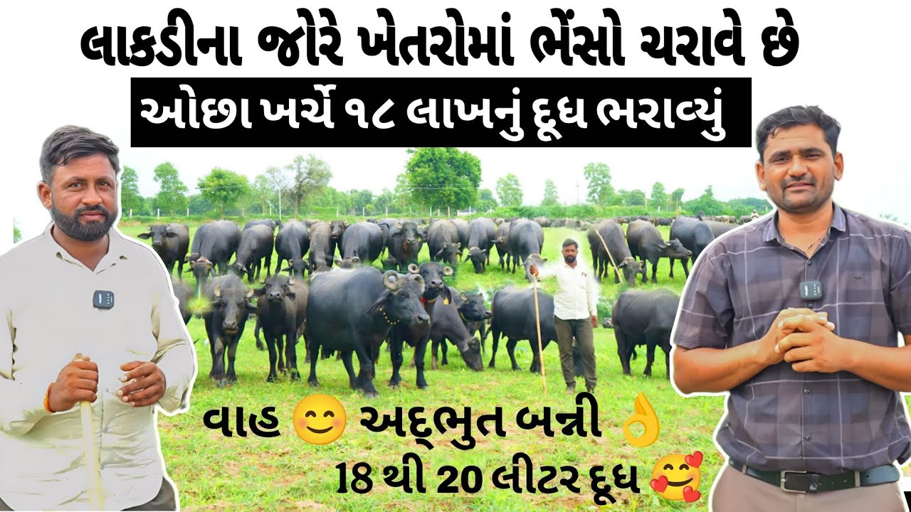 લાકડીના જોરે ખેતરોમાં ભેંસો ચરાવે છે. ઓછા ખર્ચે 18 લાખનું દૂધ ભરાવ્યું. #ektadairyfarming #banni