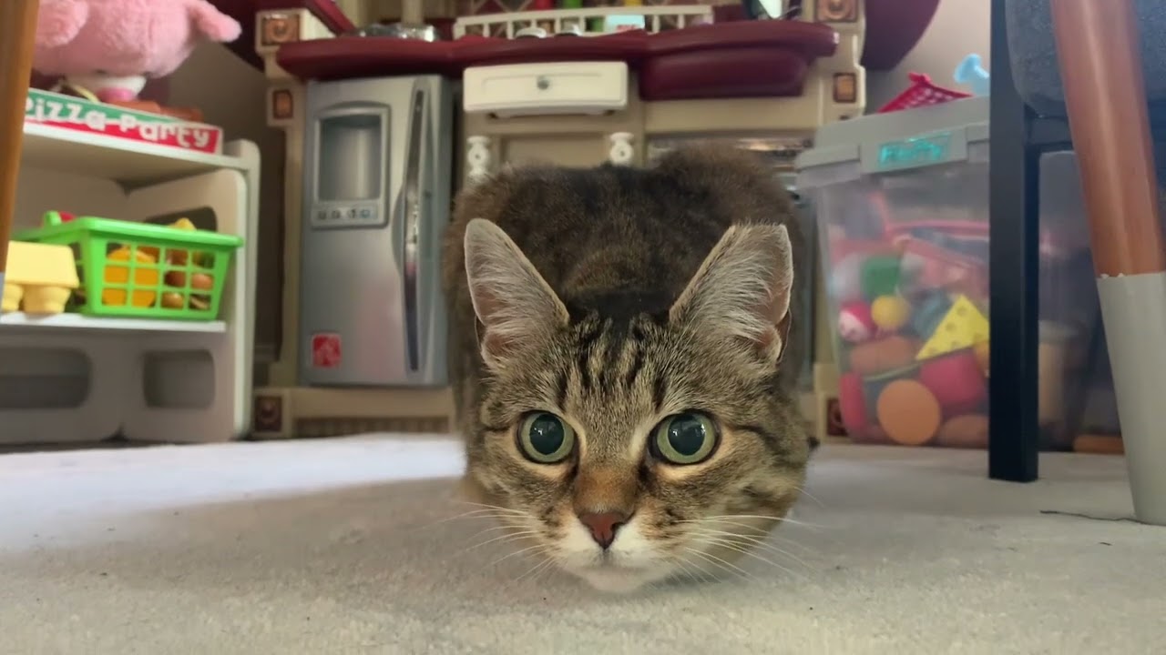 Some cat &ldquo;crazy eyes&rdquo; for your viewing pleasure