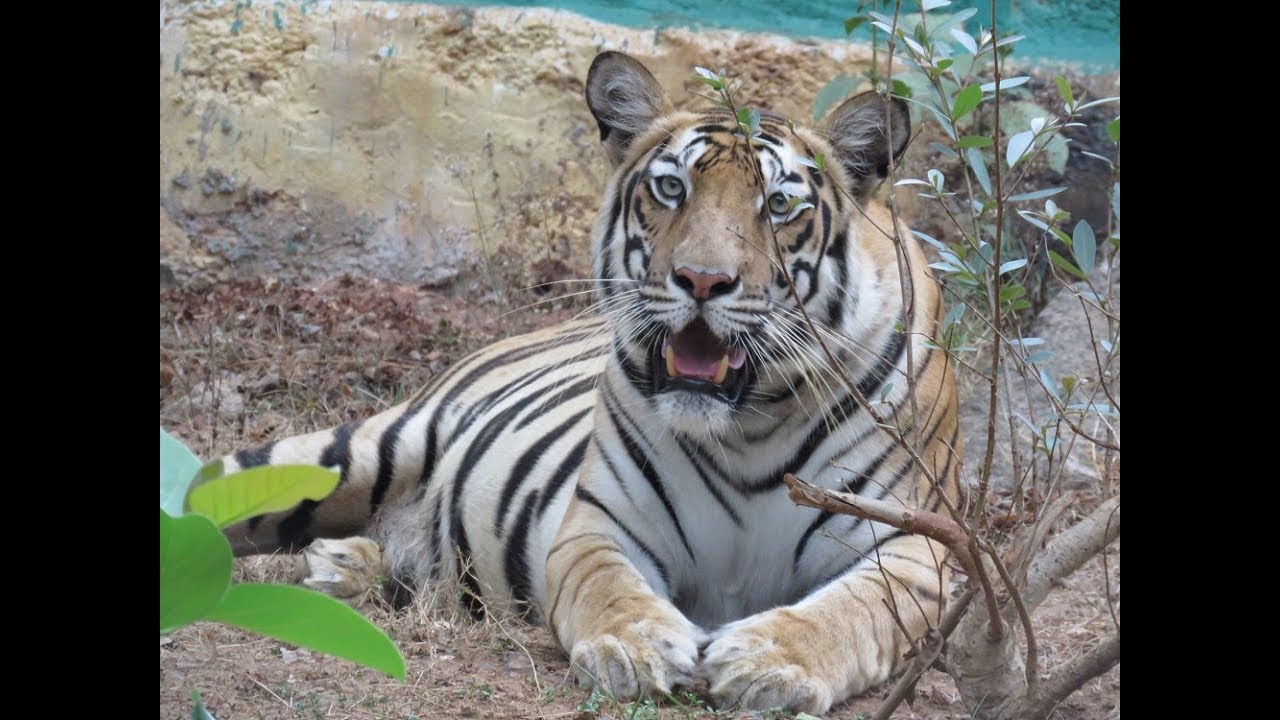 Nandankanan Zoological Park