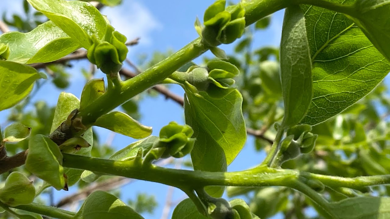 Cách giữ trái non trên cây ăn trái ít rụng và chăm sóc rau đầu mùa được tốt | how to stop fruit drop