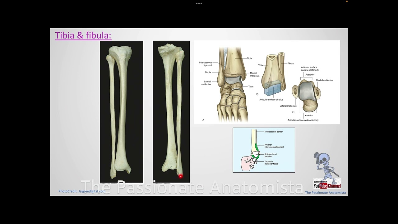 MSK module VD28 - Anatomy of the leg, part 1