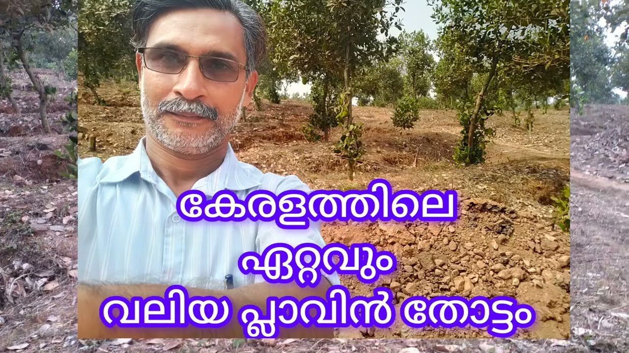 കേരളത്തിലെ ഏറ്റവുംവലിയ വിയറ്റ്നാം സൂപ്പർഏർളി പ്ലാവിൻ തോട്ടം മലപ്പുറത്ത്‌ 