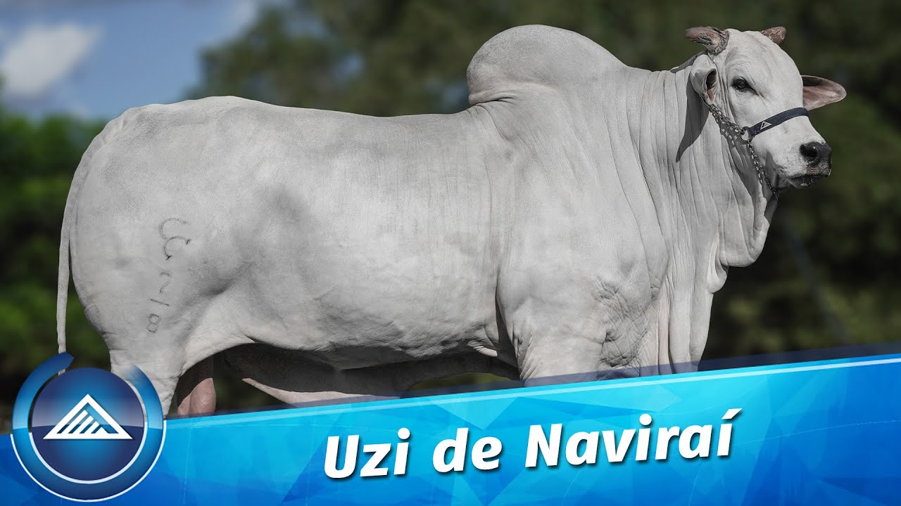 Uzi de Naviraí