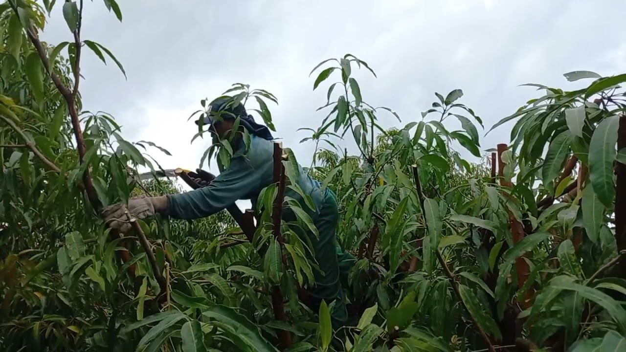 Dica de como podar manga 🥭  espadinha de produção, de olho no vídeo 📹