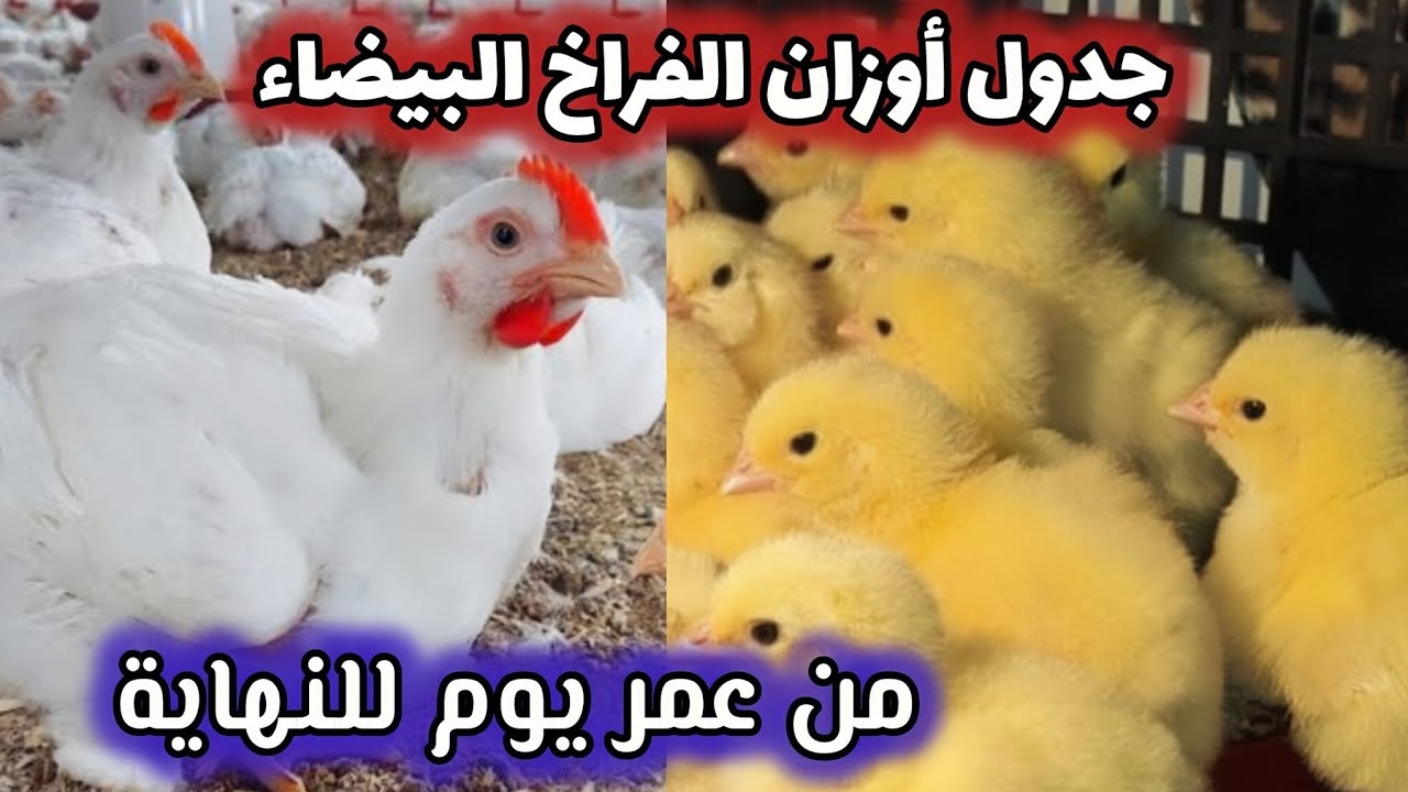 جدول أوزان الفراخ البيضاء من عمر يوم إلى نهاية دورة الفراخ البيضاء (الجدول المعتمد) 🐣