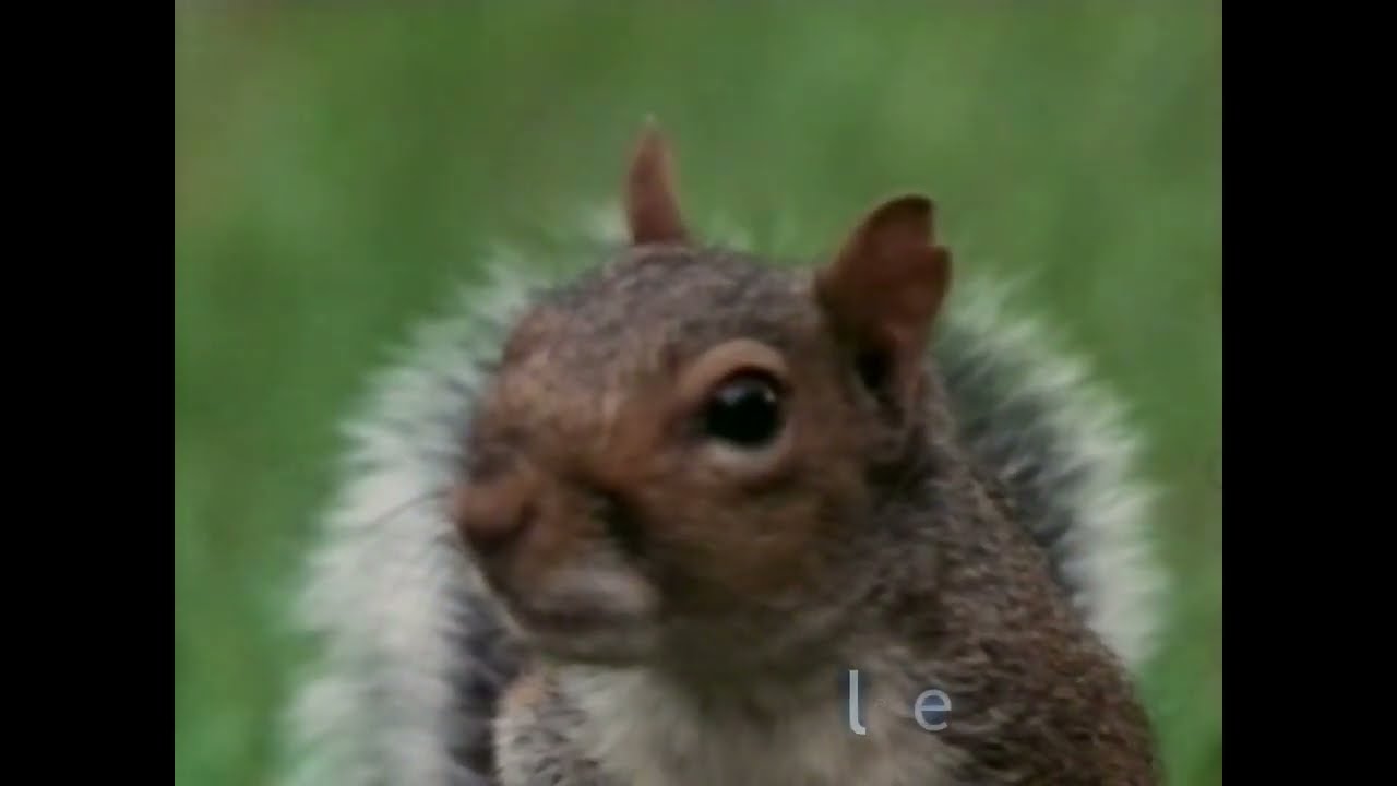 Carling Black Label   Mission Impossible   Squirrel   TV Commercial 1990