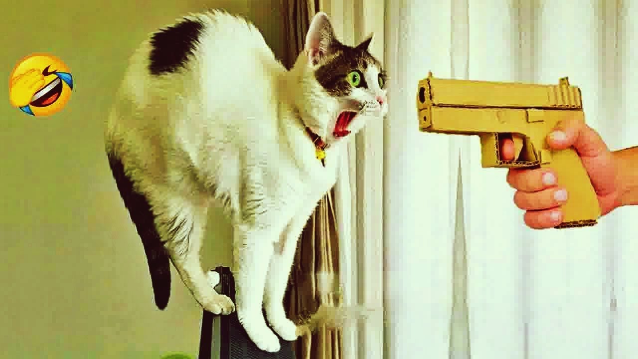 𝐂𝐋𝐀𝐒𝐒𝐈𝐂 𝐃𝐨𝐠 𝐚𝐧𝐝 𝐂𝐚𝐭 𝐕𝐢𝐝𝐞𝐨𝐬 😂🐶🐱 𝟏 𝐇𝐎𝐔𝐑𝐒 𝐨𝐟 𝐅𝐔𝐍𝐍𝐘 𝐂𝐥𝐢𝐩𝐬 😹