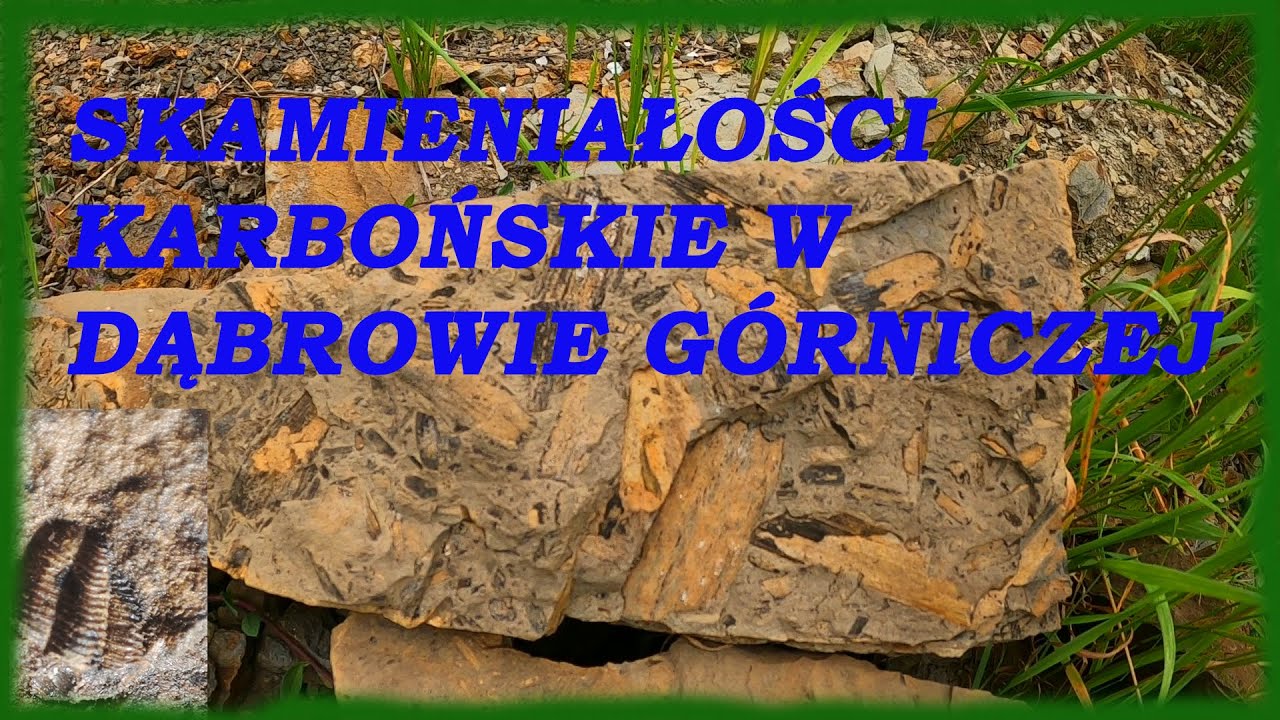 Skamieniałości Karbońskie w Dąbrowie G&oacute;rniczej