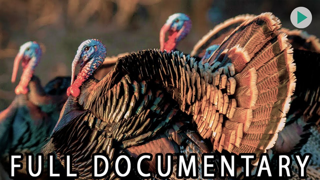 WILD AMERICA: WILD TURKEY - Part 1 🌍 Full Exclusive Documentary Premiere 🌍 English HD 2025