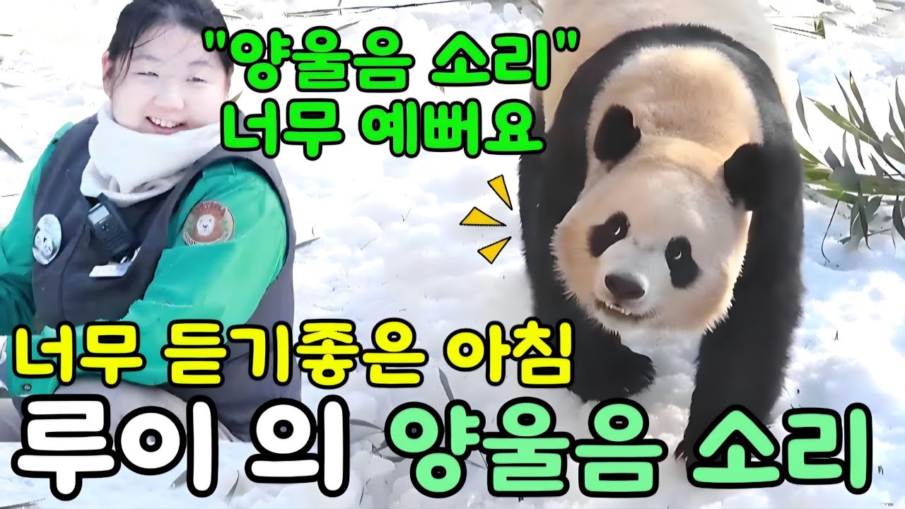 에버랜드 판다월드 1월 29일 루이 의 ✨️ 양울음 소리가 너무 좋아요 기분이 좋아보이는 ..