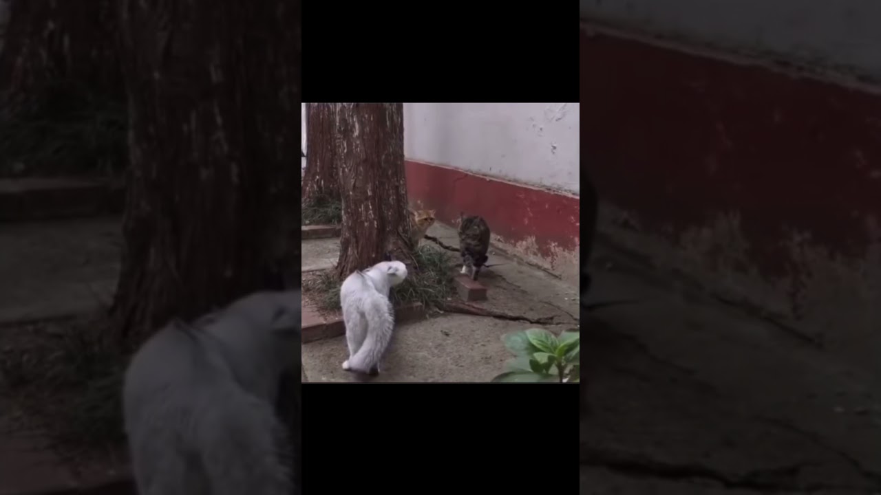 Two timing cat gets busted #Shorts #ShortsVideos #Animals #Cats #TonyBakerComedy #AnimalVoiceOvers