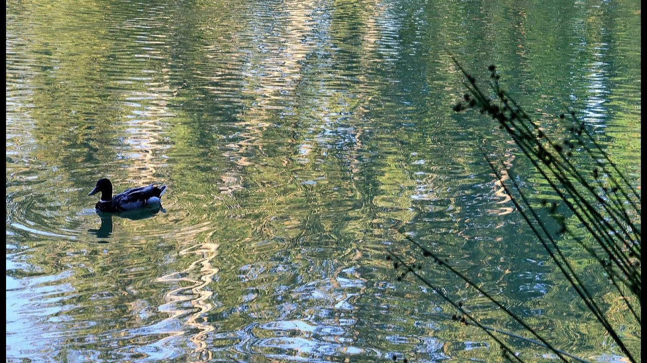 Déclaration d'amour envers " les bêtes"
