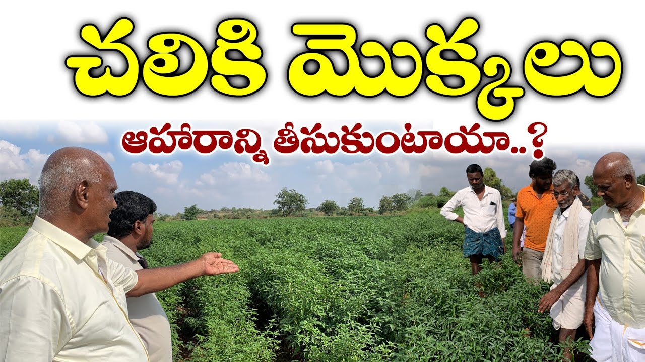 చలికి మొక్కలు ఆహారాన్ని తీసుకుంటాయా..?  | Ponnuswamy nune mandulu | Organic farming
