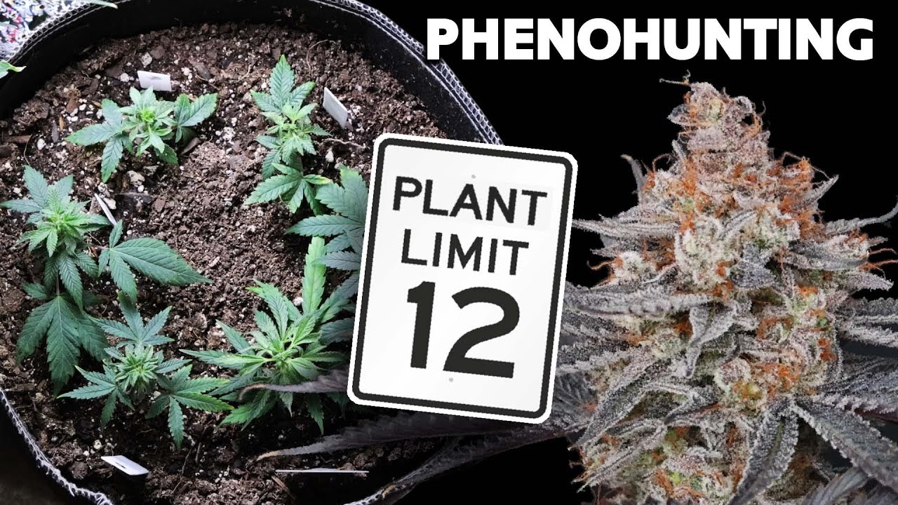 Pheno Hunting Regular Seeds within Legal Limits &ndash; Selective Breeding Cannabis