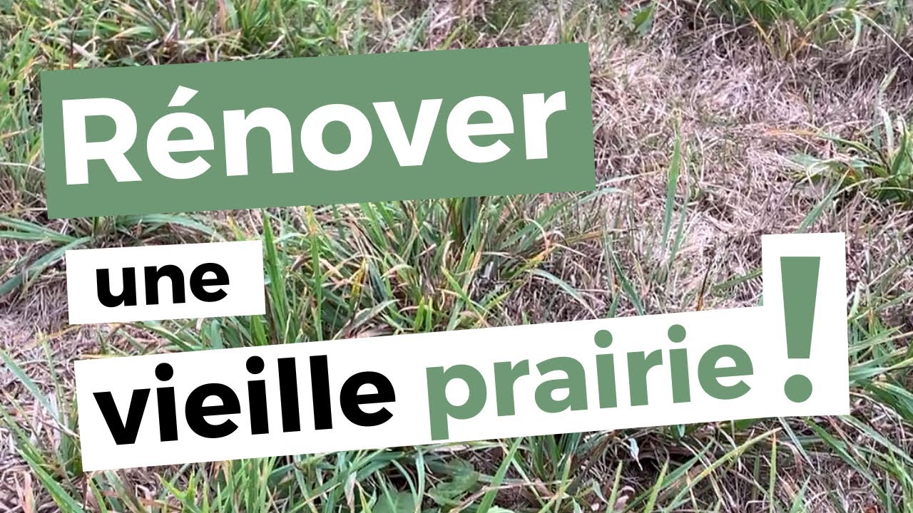 5 conseils pour rénover sa vieille prairie sans chimie.