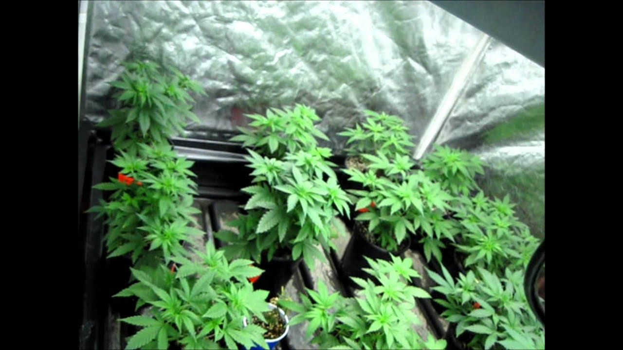 2012 ITC Genetics Day 2,21,23,32,39 of Flower