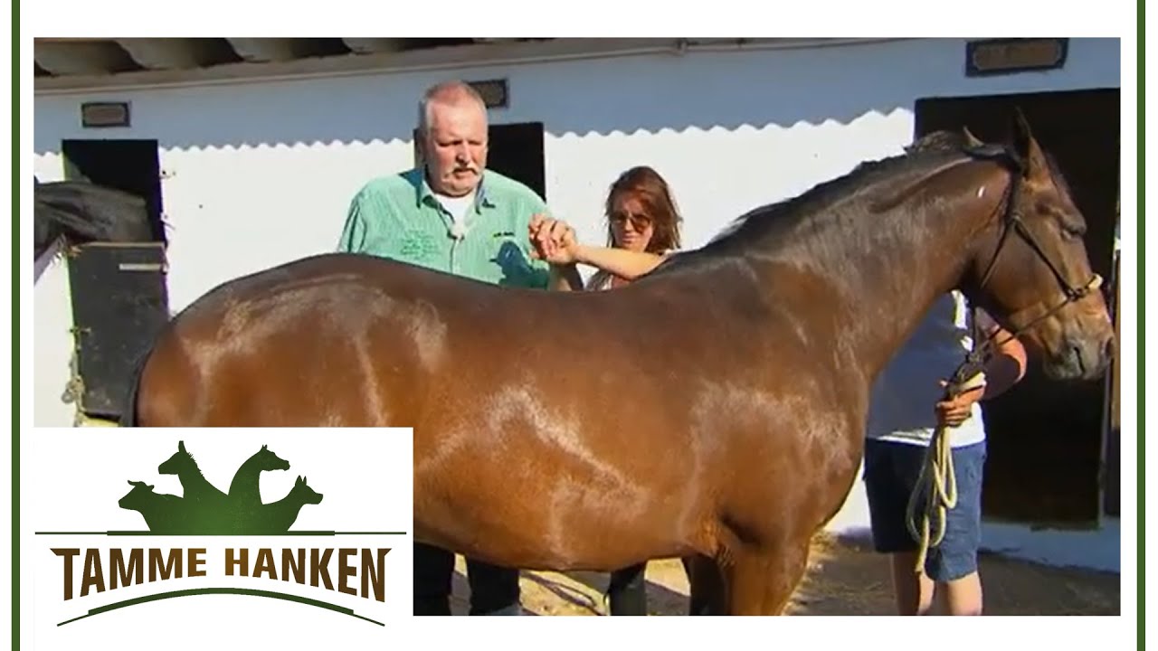 Pferd mit Problemen im R&uuml;cken! Ist die Reiterin schuld? | Tamme Hanken | Kabel Eins