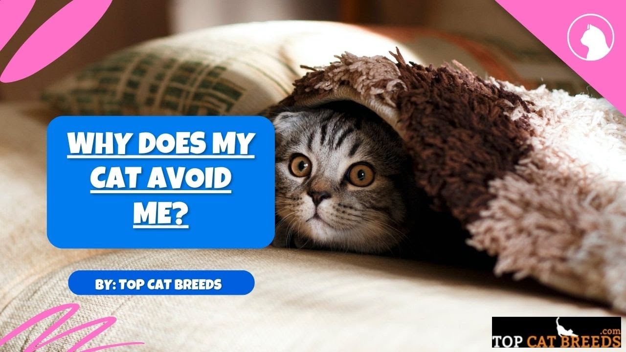 Why Does My Cat Avoid Me | Top Cat Breeds