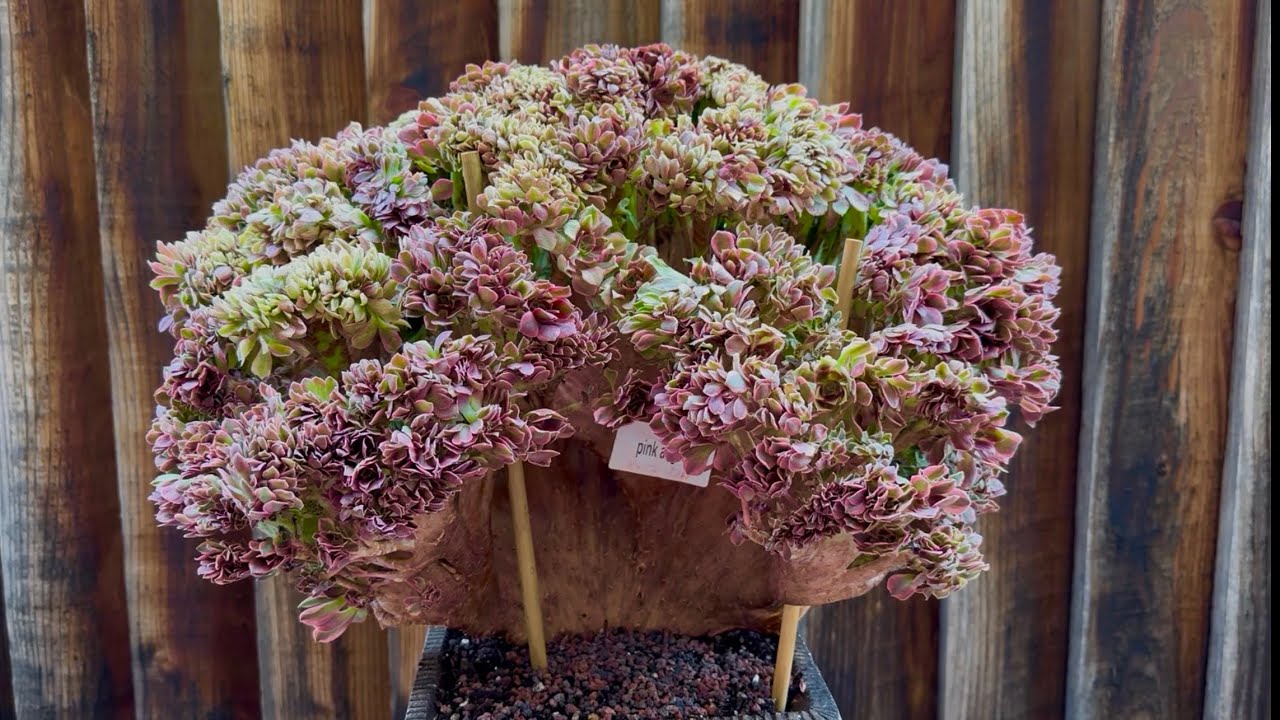 1/25 NEW SHIPMENT CREST CLUSTERS AEONIUM AND ECHEVERIA | BÁN SEN ĐÁ MỚI VỀ | Lele: 408 883 5495