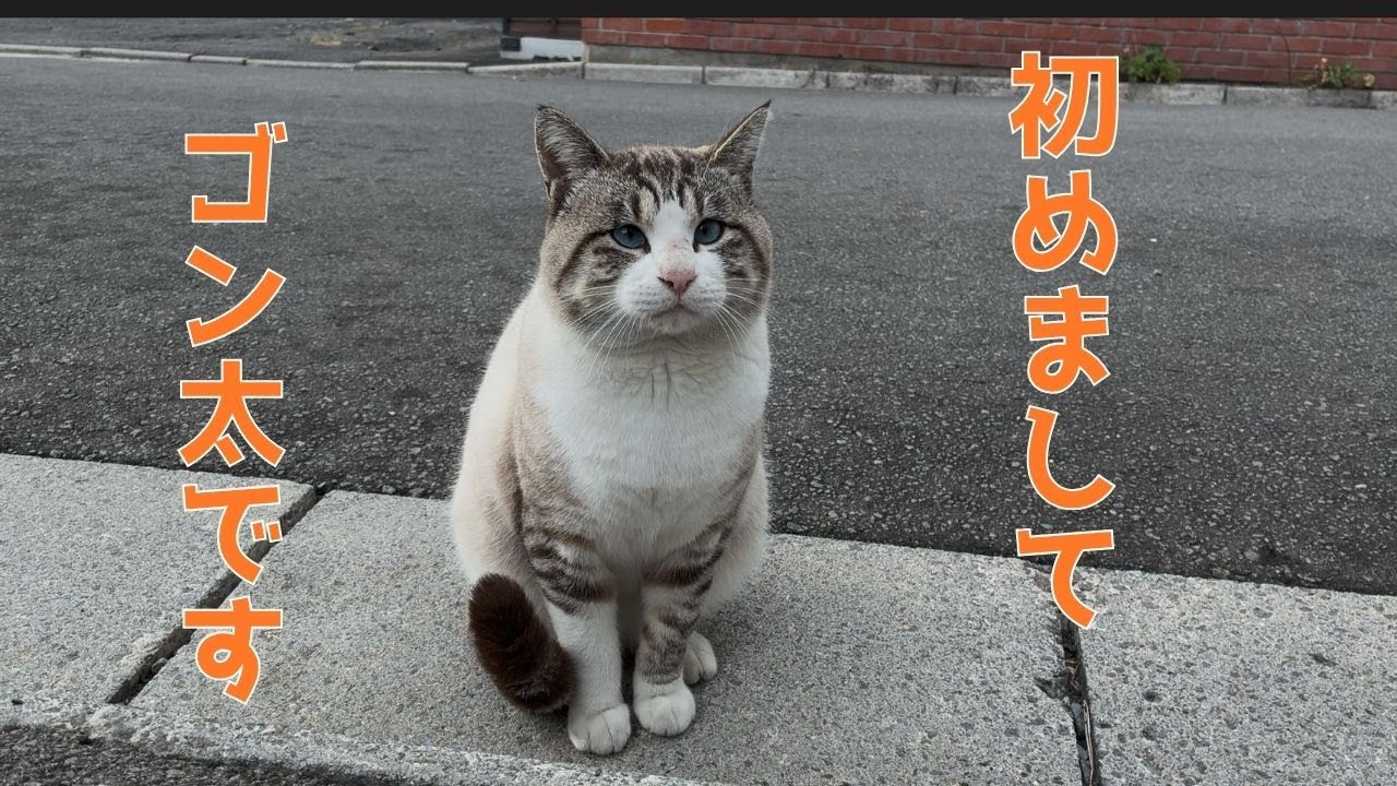 [ゴン太日記①]ゴン太に出会う🐾