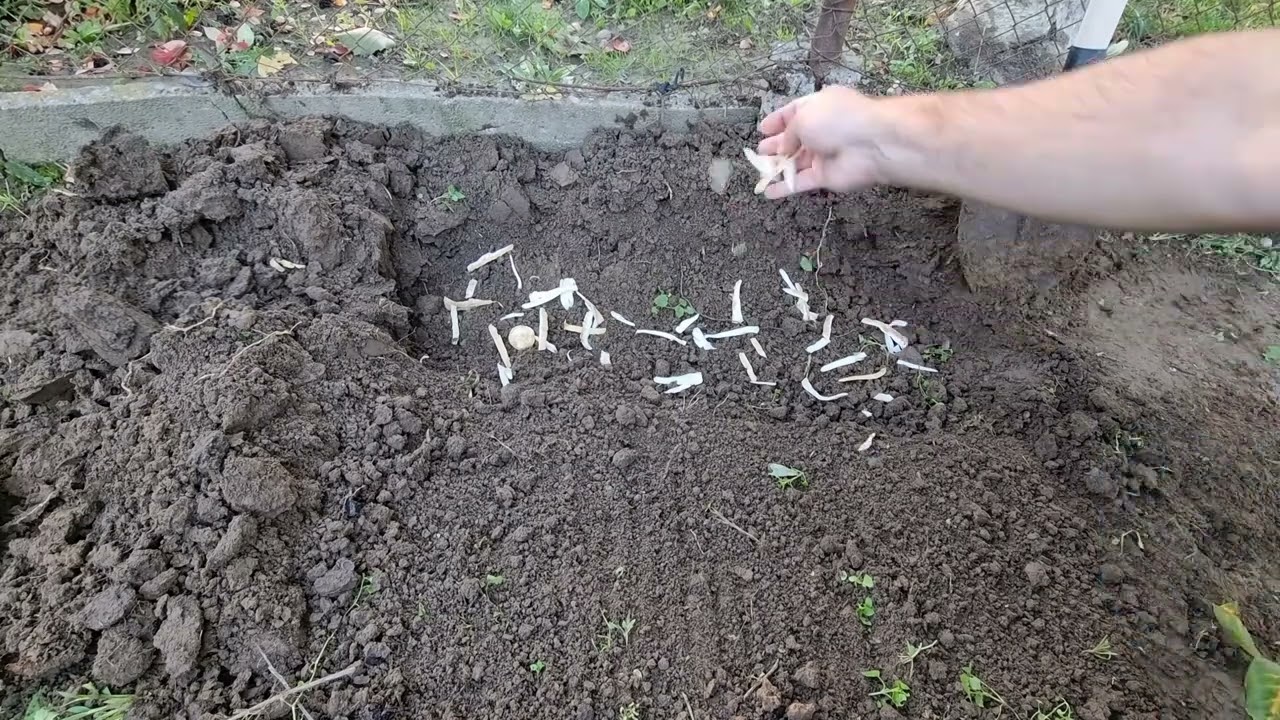 Torma termesztése kiskertben