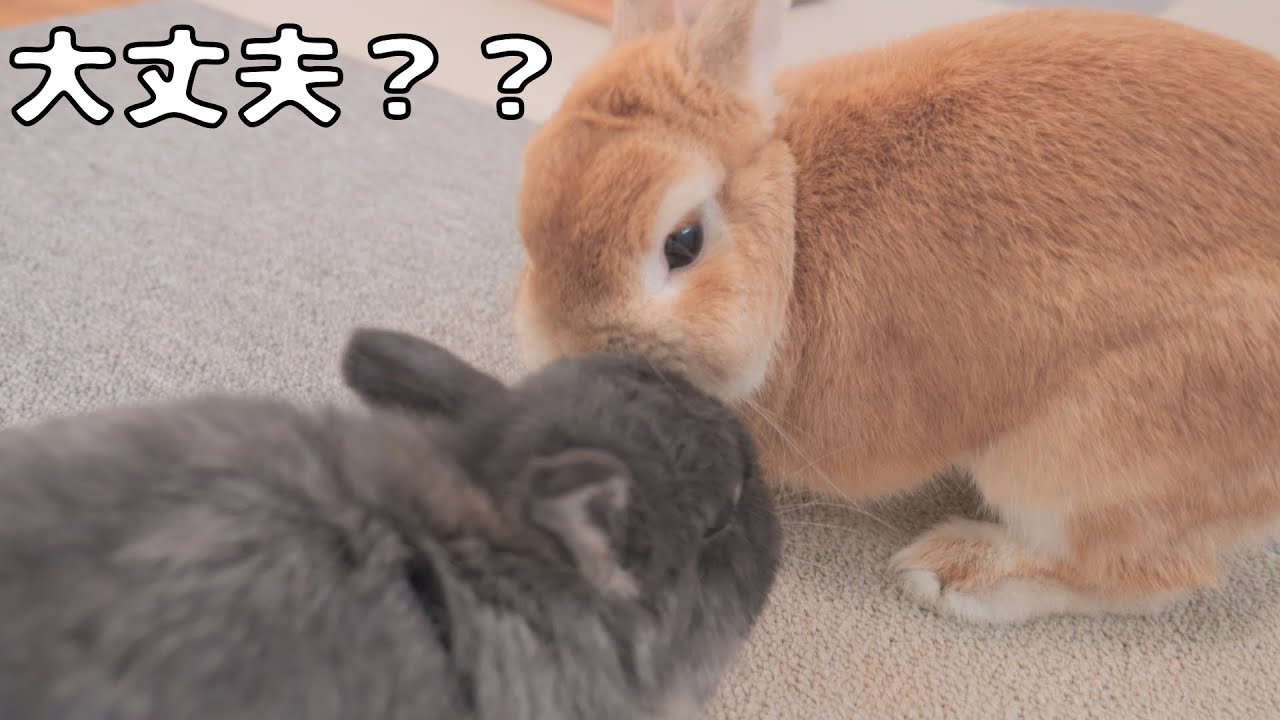 お互い頭をぶつけてしまった時の兄うさぎの対処法が優しくて可愛かったです【No.1086】