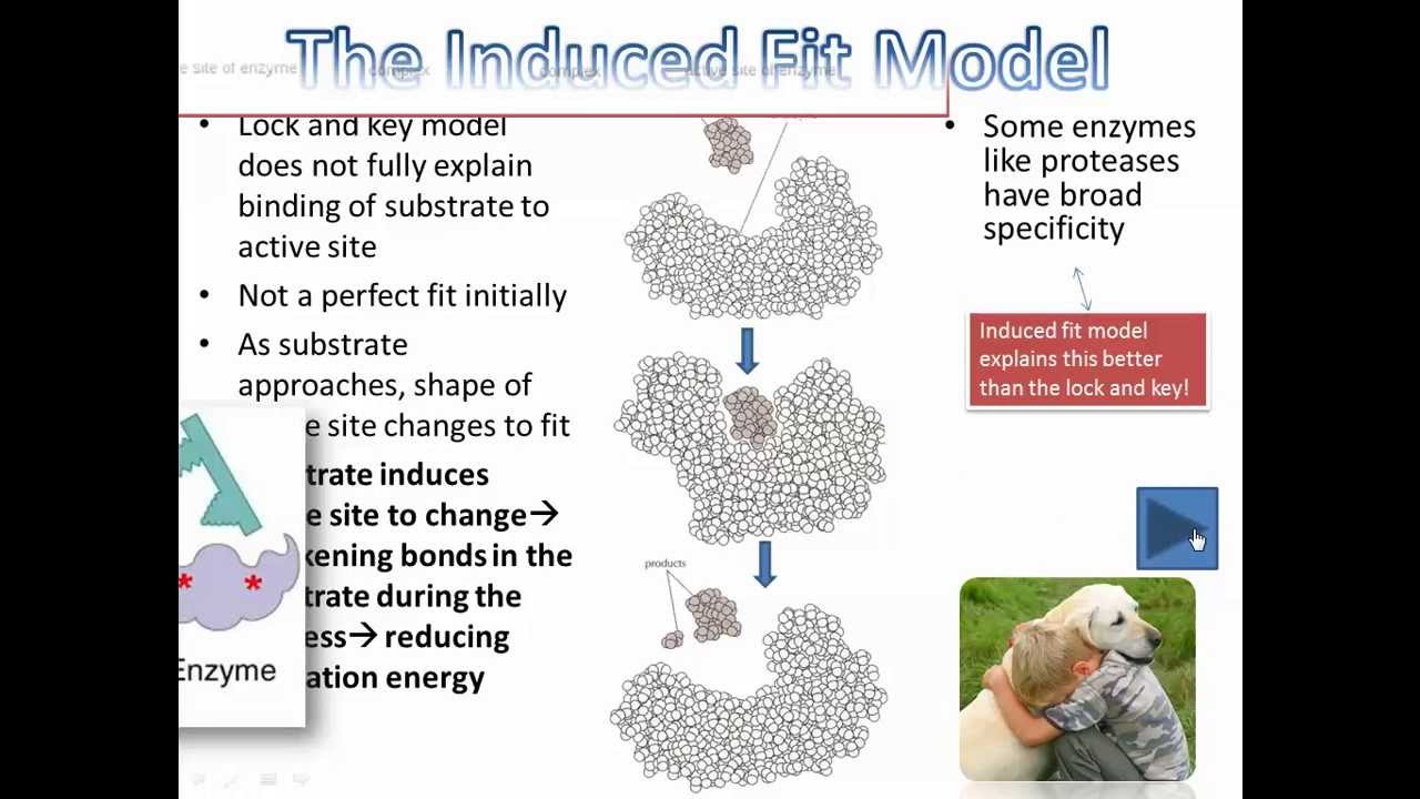 Enzymes -  Induced fit Model IB Biology