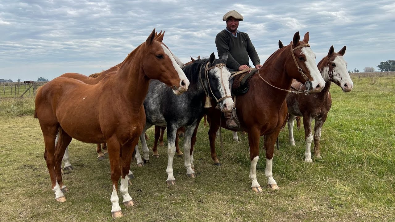 Tropilla completa de 11 caballos alazanes $1.150.000 c/u LOSEQUINOS.COM