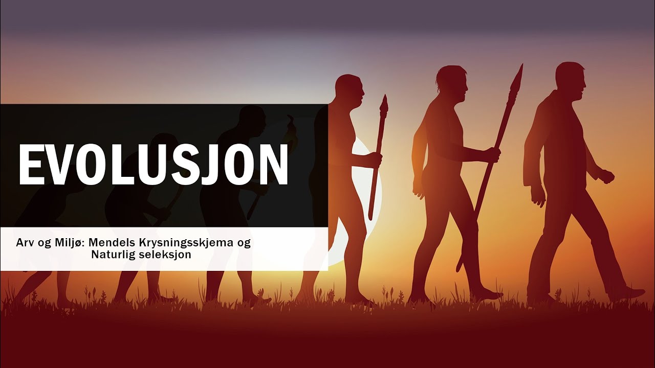 Evolusjon: Arv og Miljø - Mendels Krysningsskjema og Naturlig seleksjon 🌱🧬