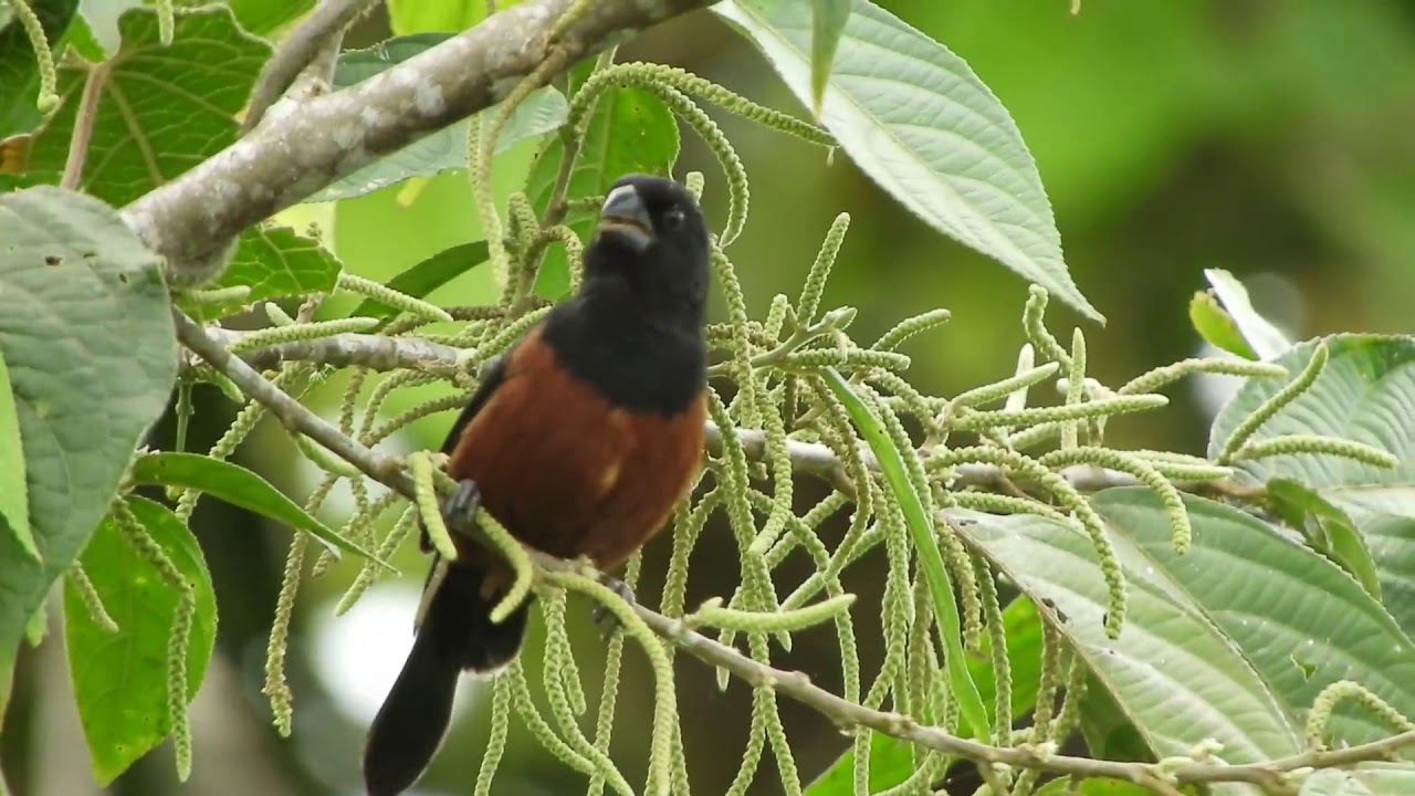 Curi&oacute; cantando solto na natureza 👏👏👏