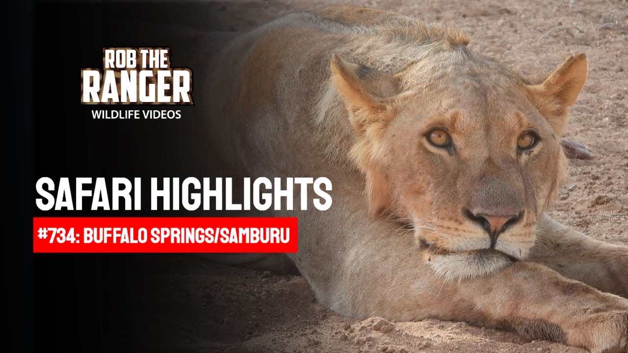 Safari Highlights #734: 13 & 14 October 2022 | Samburu/Zebra Plains | Latest #Wildlife Sightings