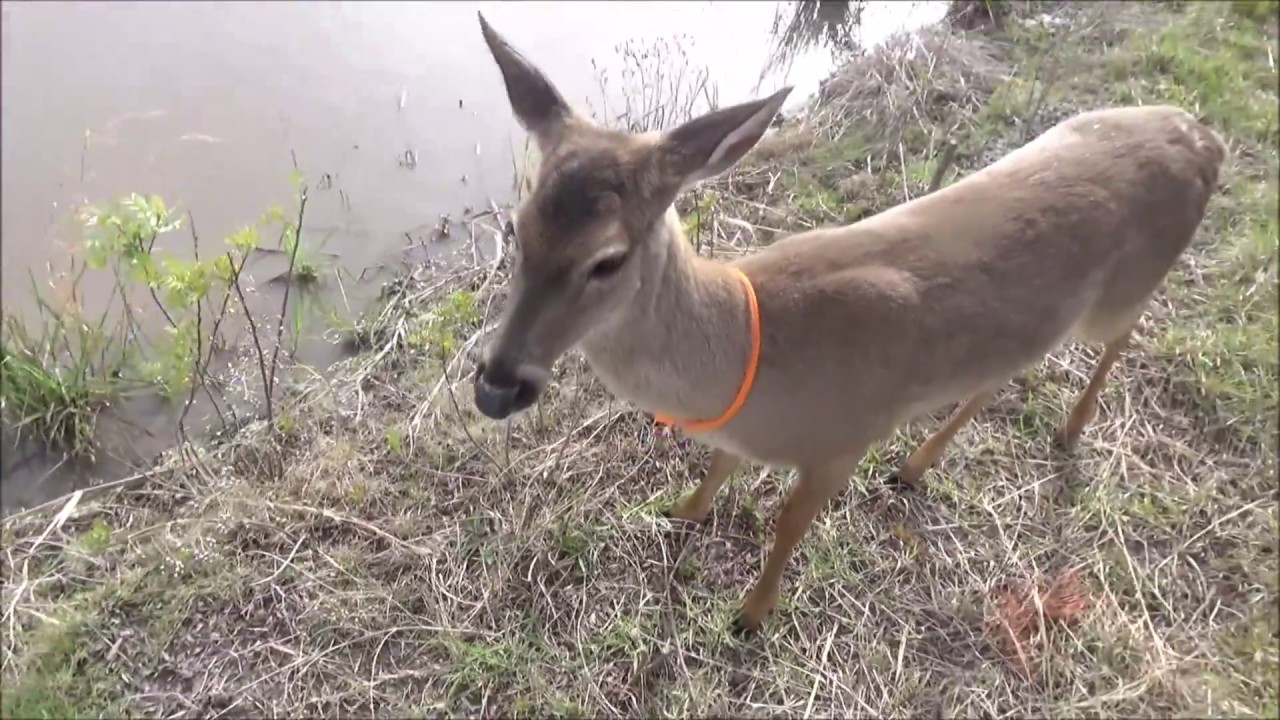 walking the deer