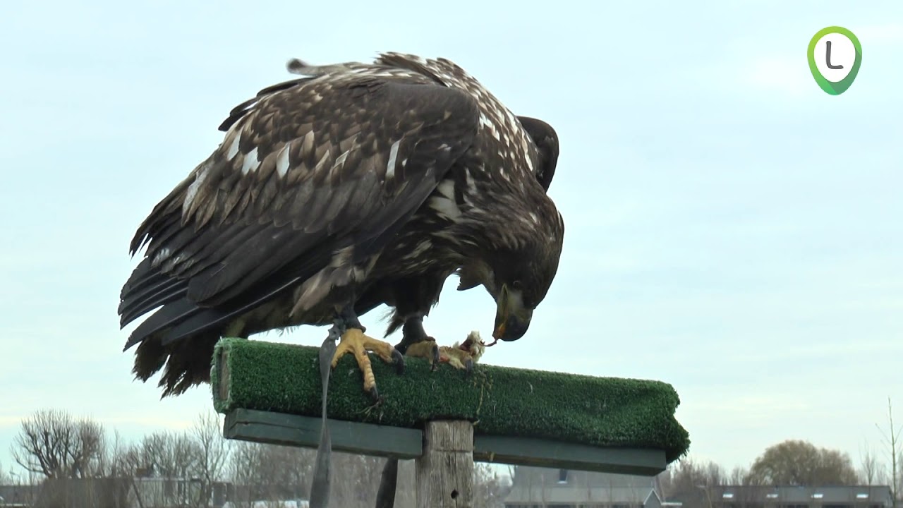 Groep leerlingen Agnietenschool filmt Roofvogelboerderij
