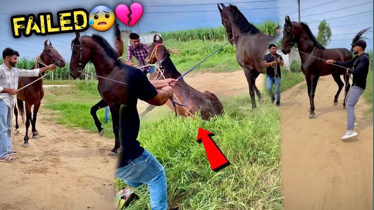 COMMANDO Se Milne Aayi Vineet Bhai Ki Ghodi RANI Gir Gyi 💔😰( HORSE MEETING)