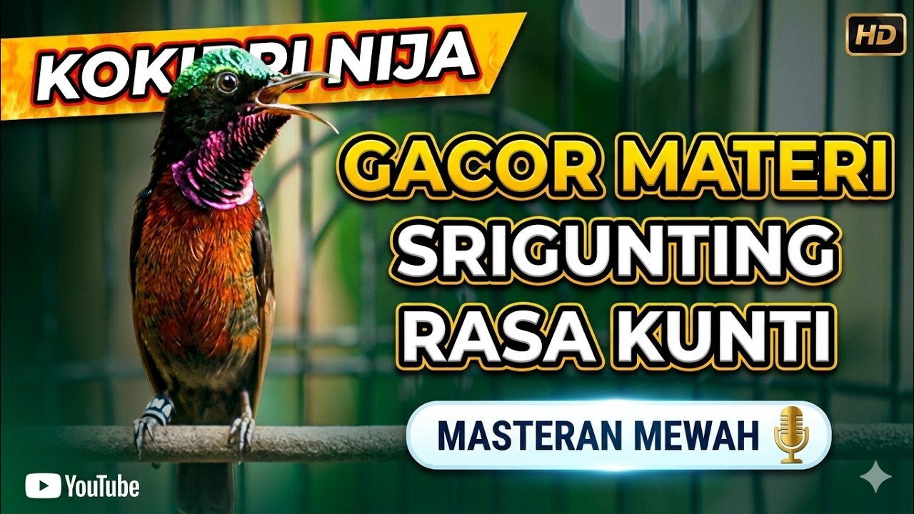 KONIN MEWAH! Kolibri Ninja Gacor Materi Srigunting Rasa Kunti - Pancingan Emosi Paling Ampuh