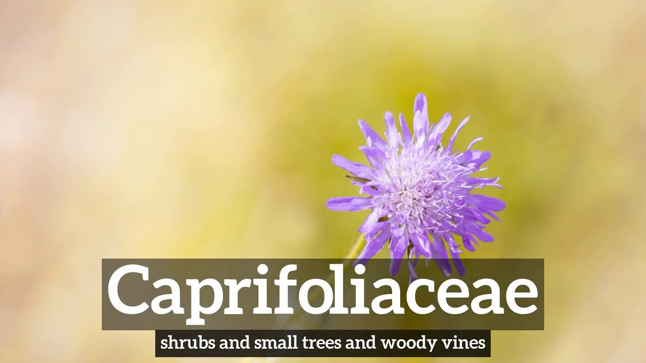 How to Say Caprifoliaceae in English? | How Does Caprifoliaceae Look? | What is Caprifoliaceae?