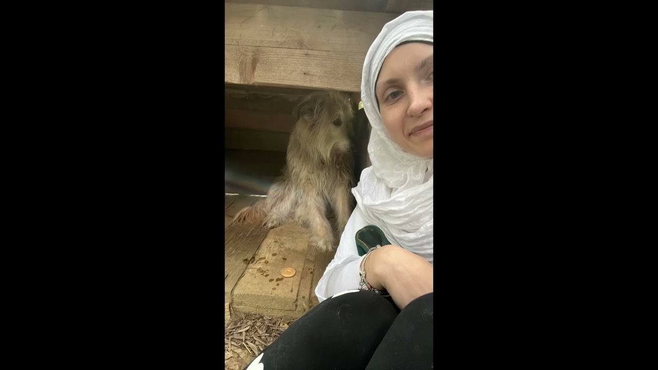 RALPH . L'inizio della nostra avventura. Come abituare un cane non socializzato alla presenza umana?