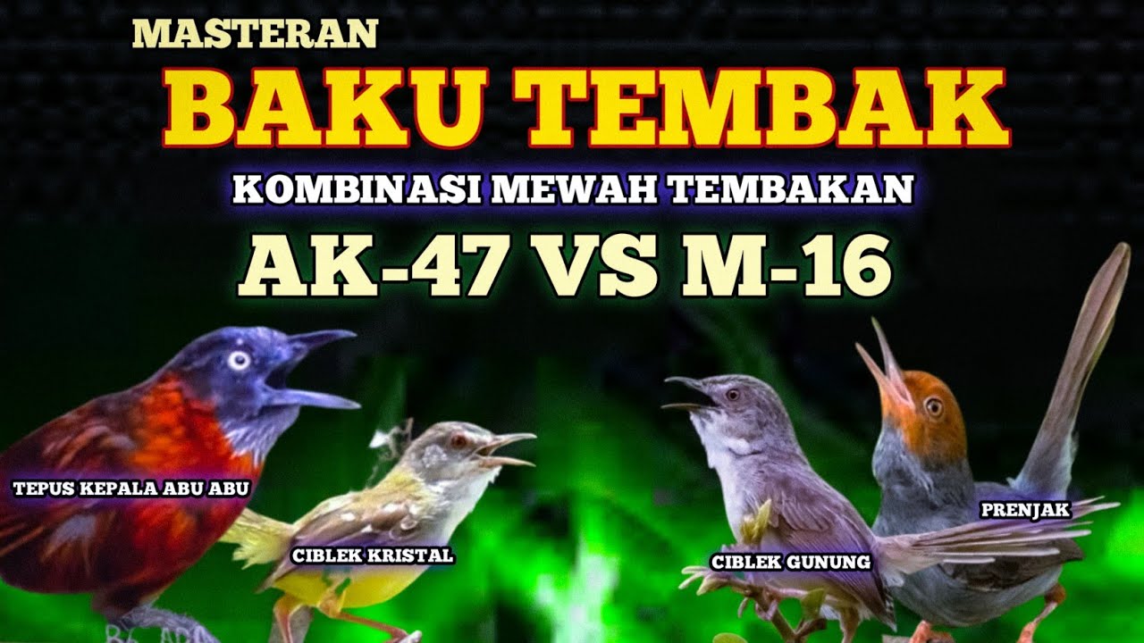 2 jam masteran BAKU TEMBAK AK-47  VS. M-16 kombinasi mewah ciblek kristal Cigun tepus dan prenjak