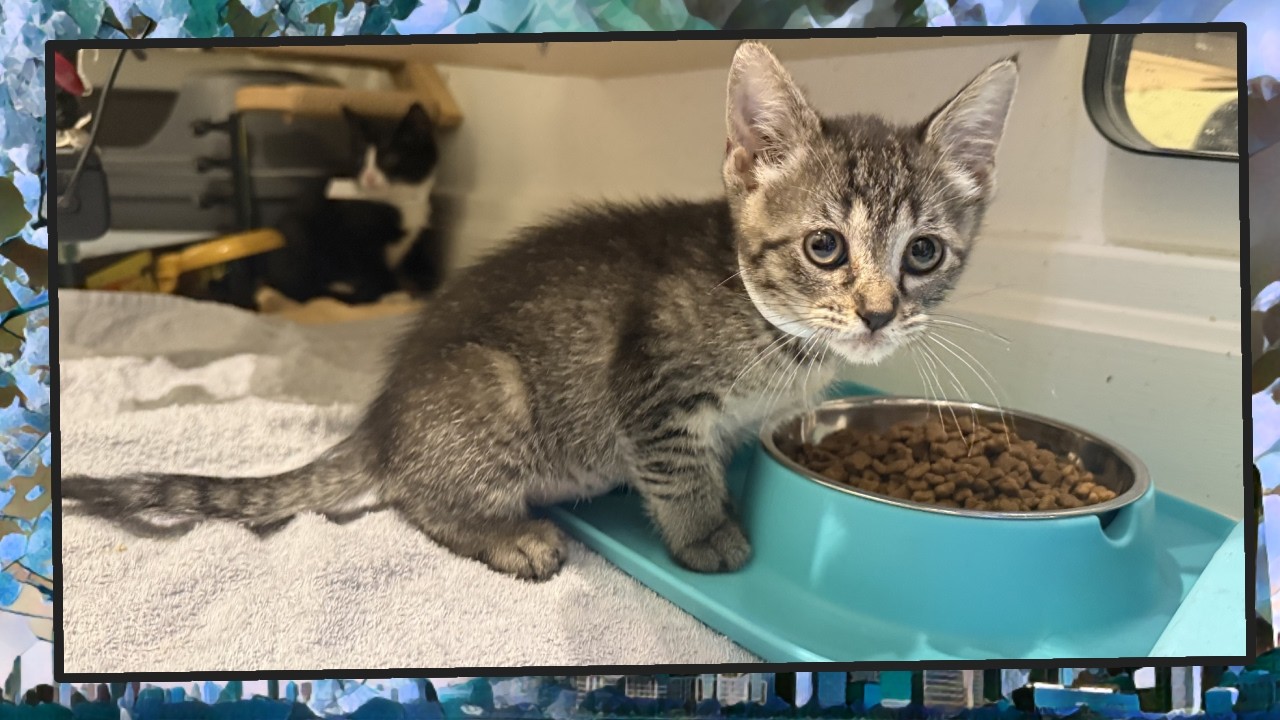 Foster Kitten Livestream (S25, E1 - Mar 6, 2026)