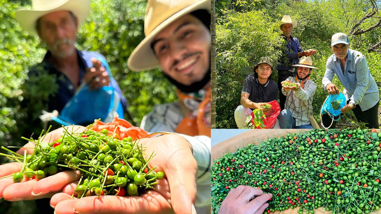 Conozcan el CHILTEPIN de MONTE el original y que enchila de verdad 😱🤠🍃