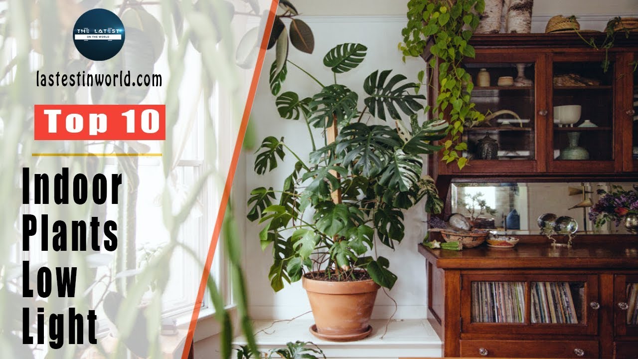 Top 10 Indoor Plants For Low Light