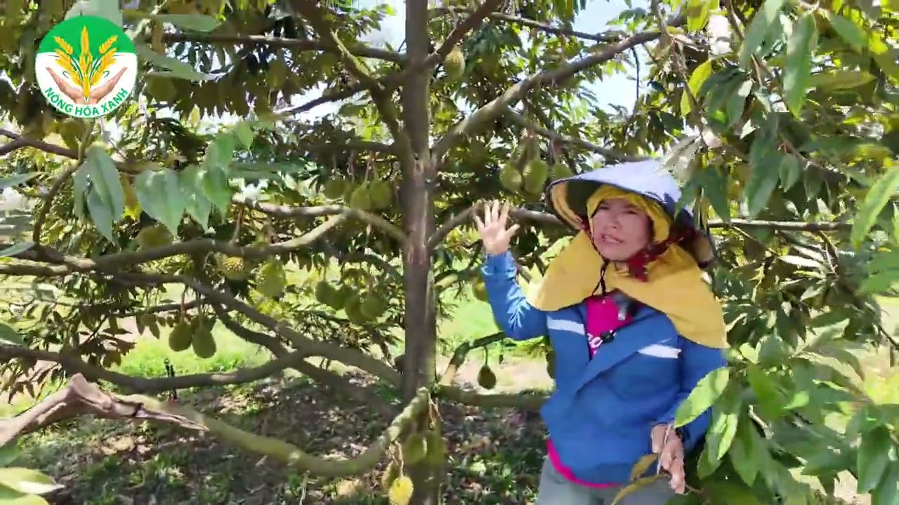 THÀNH QUẢ PHỤC HỒI FARM SẦU RIÊNG NHIỄM ĐỘC PACLO TẠI GIA LAI