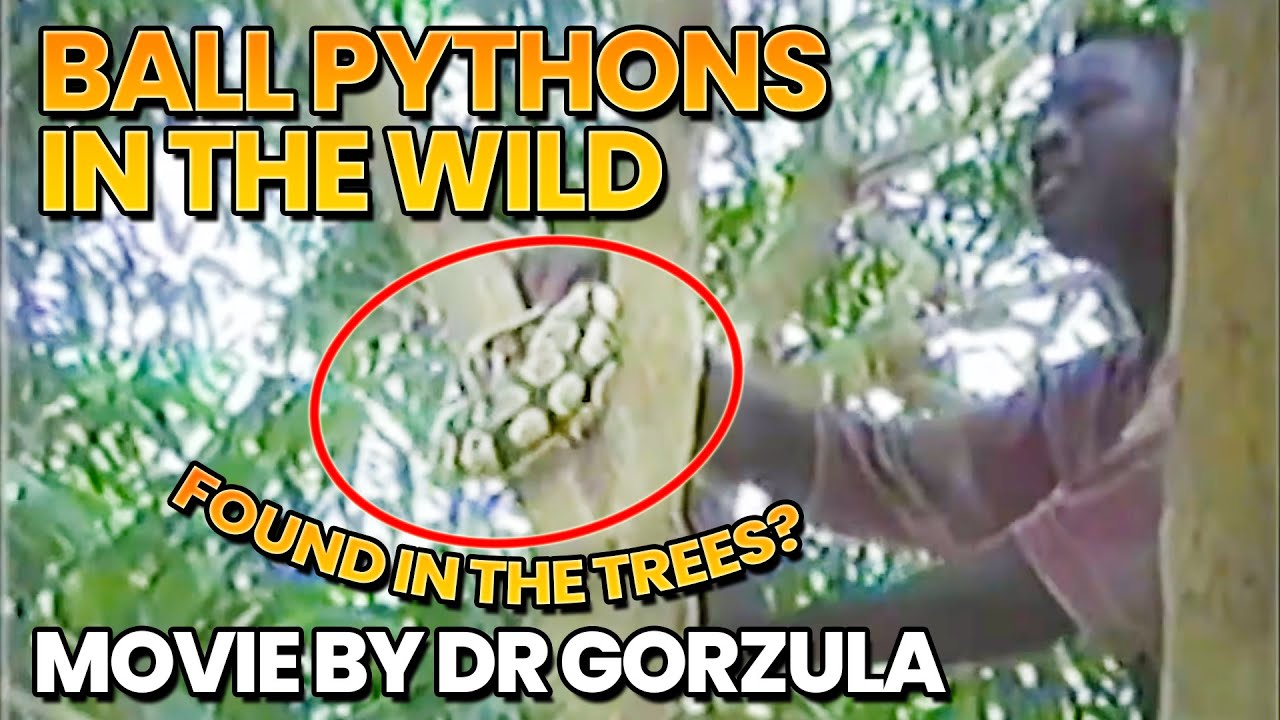 Ball Pythons in the Wild: The Original Film 1997
