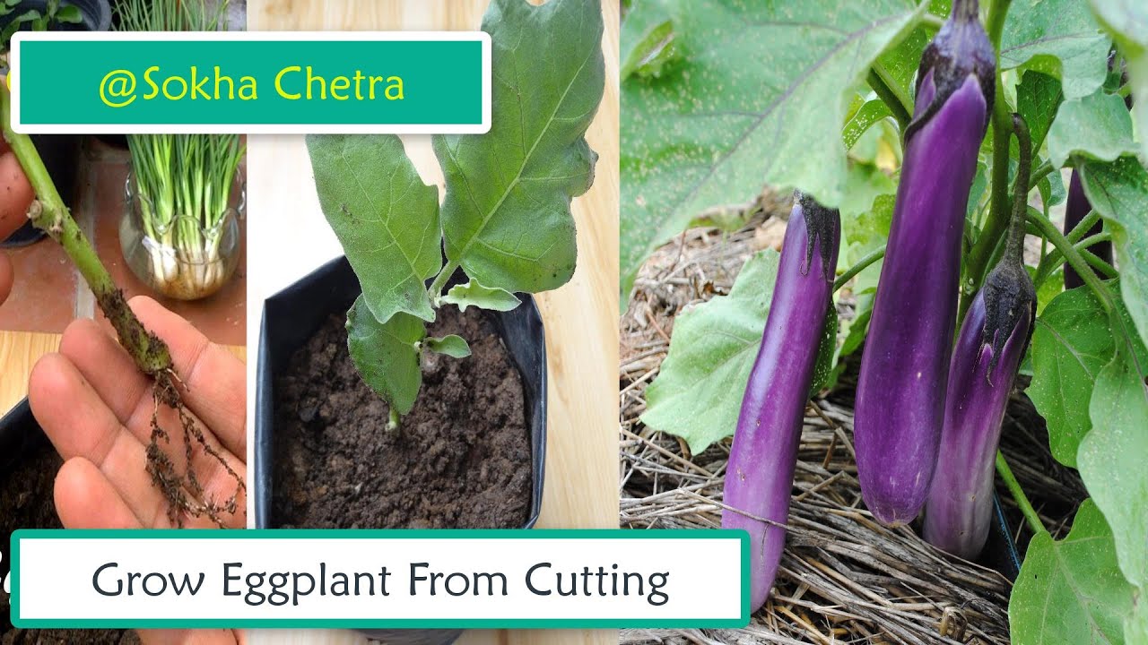 How To Grow Eggplant From Cutting ( No one Tells You)