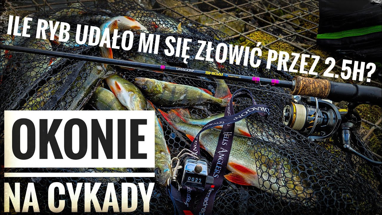 OKONIE NA CYKADY + CHALLENGE ILE ZLOWIE RYB W 2.5H
