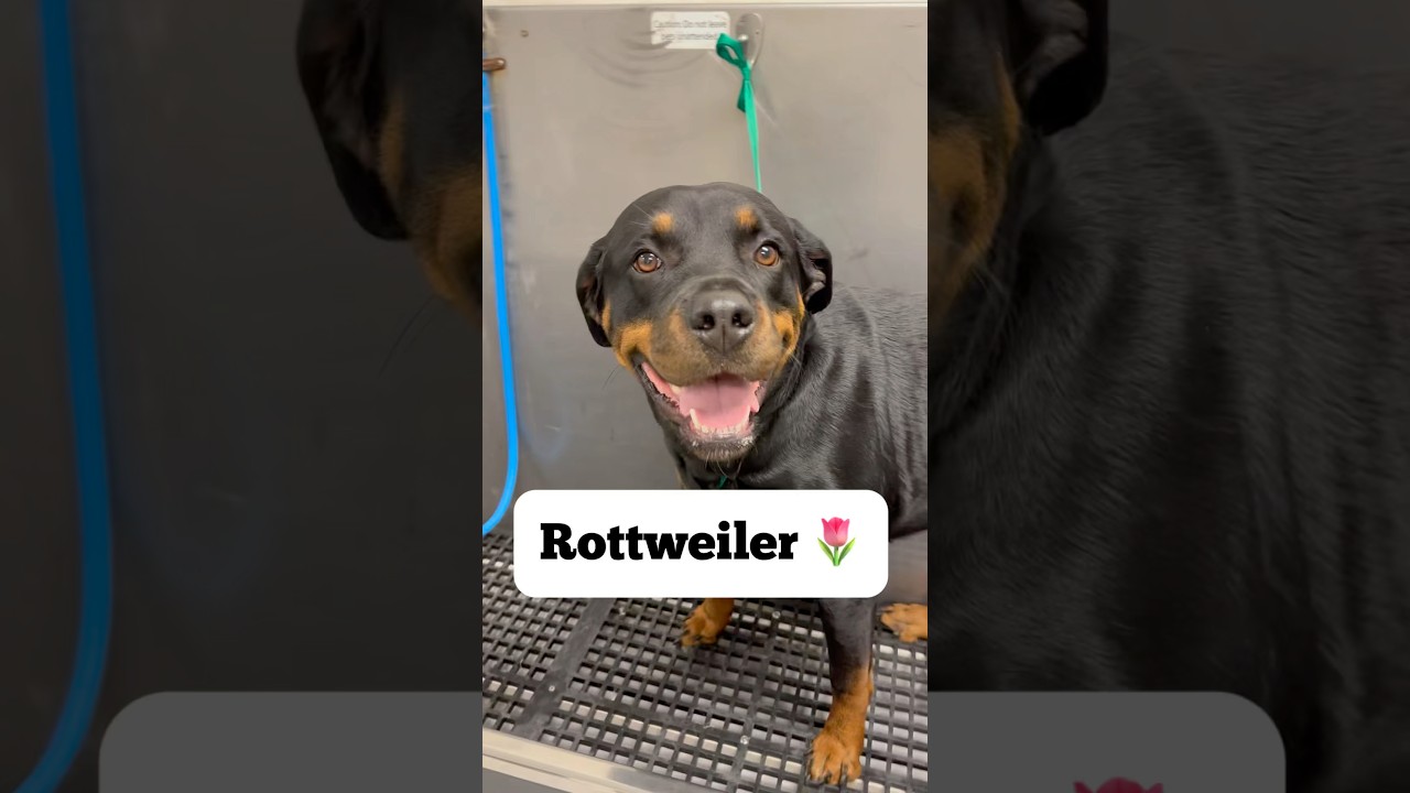Flora the Rottweiler 🌷 #rottweiler #rottweilerdog #rottie #dogbath #doggroom #tutorials
