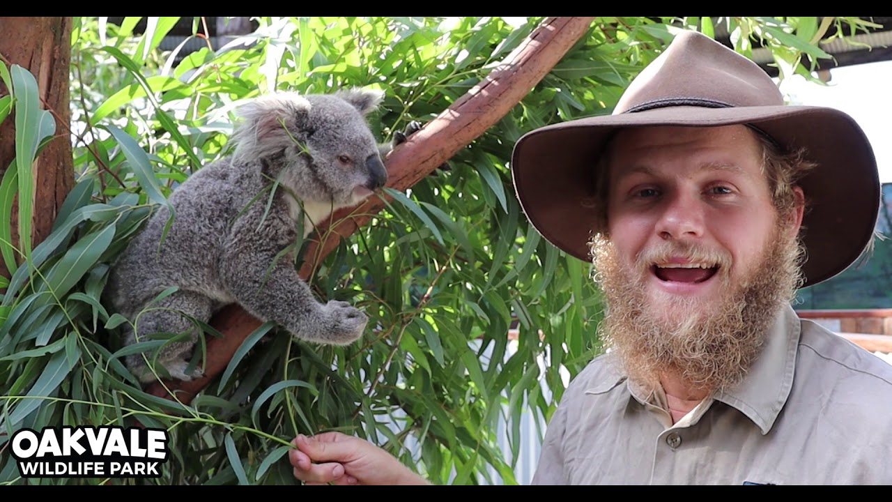 Koala Pregnancy