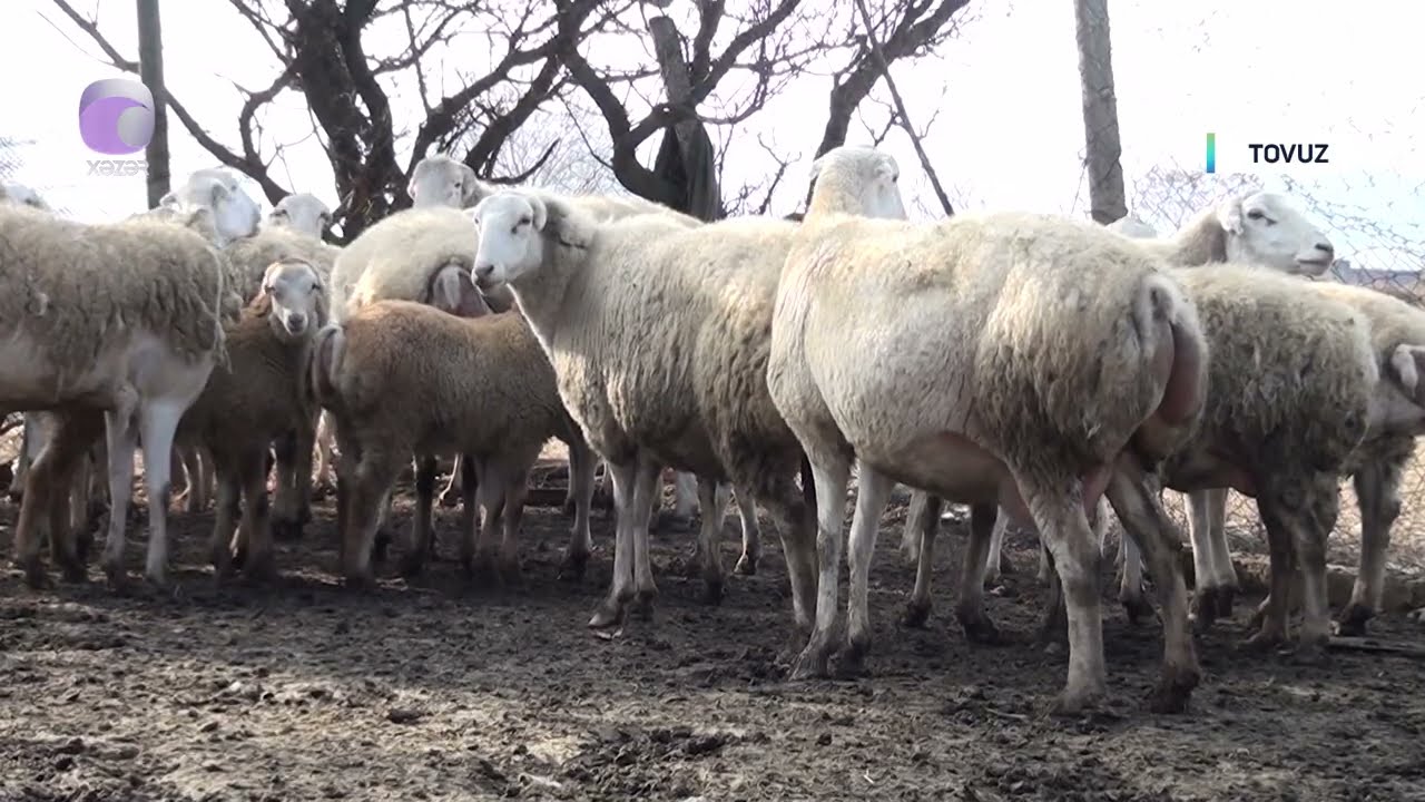 Bu qoyunlar diri çəkidə 1200 manatdan satılır