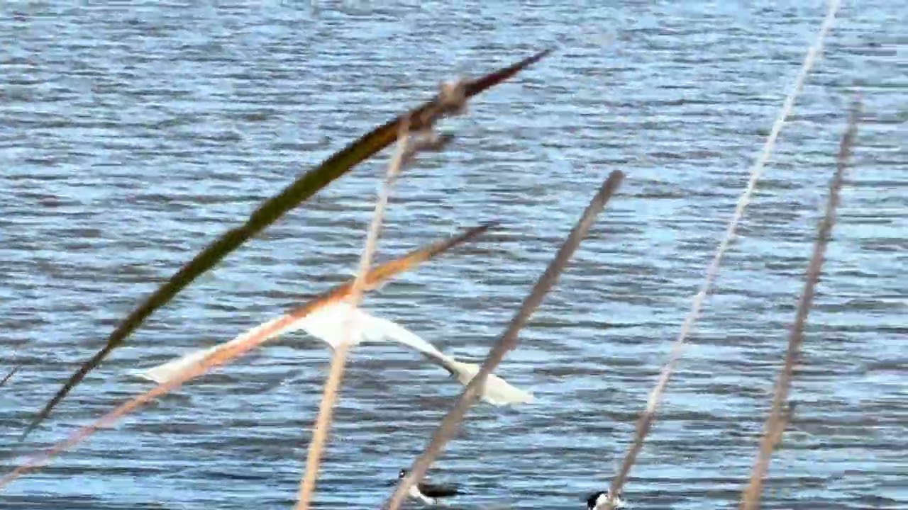 979  Egret, includes flight  IMG 42081