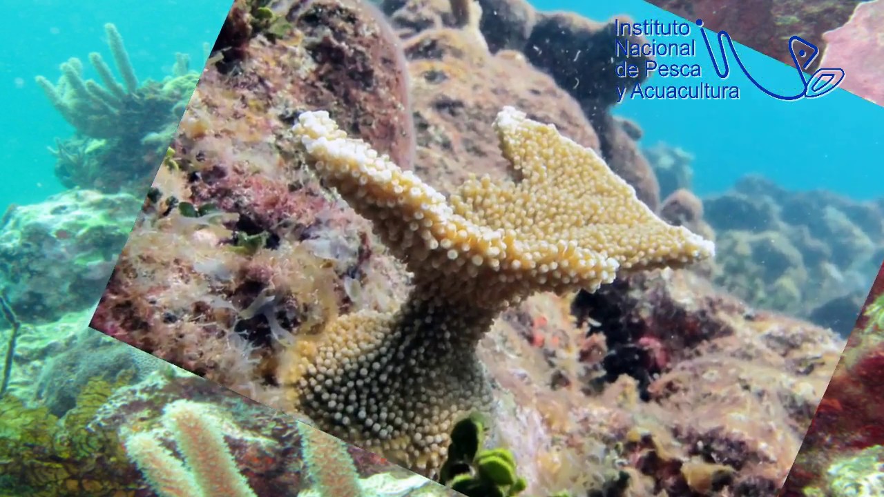 Restauración de Arrecifes de Coral